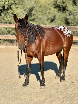 HorseID: 2284487 Loki CR - PhotoID: 1060654