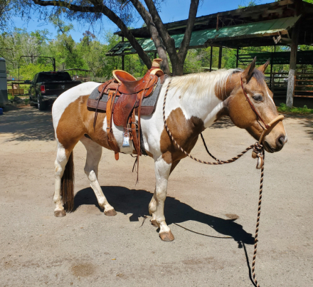 HorseID: 2284514 Cochise - PhotoID: 1060557