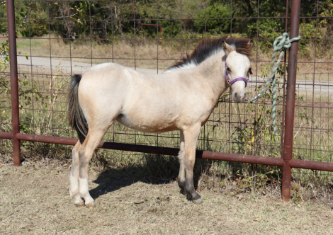 HorseID: 2284523 Charm - PhotoID: 1060558