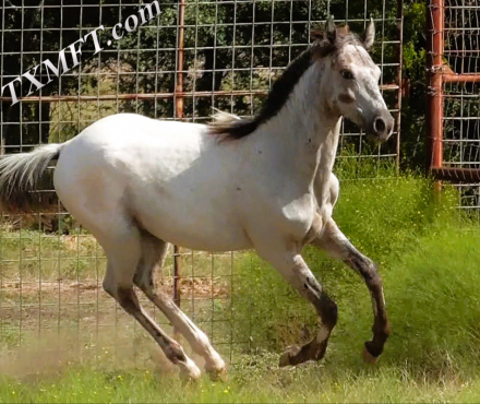 HorseID: 2284524 TXMFT Hennessey Smooth - PhotoID: 1060565