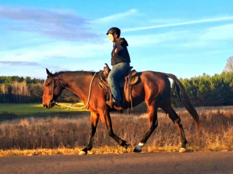 HorseID: 2284527 Gaited Gentle Giant, also broke to DRIVE - PhotoID: 1060568