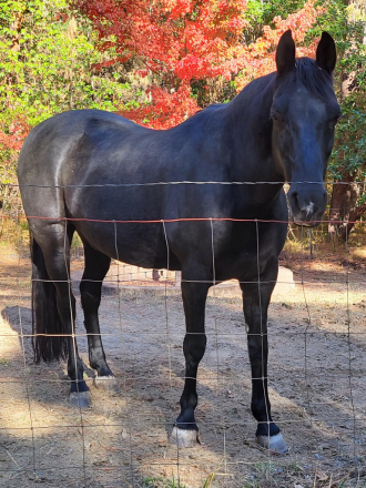 HorseID: 2284543 Winchester George - PhotoID: 1060590