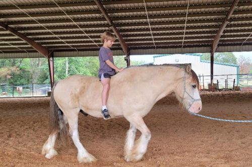 HorseID: 2284565 Little Boy Blue - PhotoID: 1060688