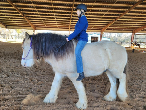 HorseID: 2284565 Little Boy Blue - PhotoID: 1060690