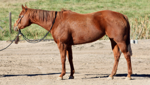 HorseID: 2284573 AMAZINGLY FEARLESS - PhotoID: 1060736