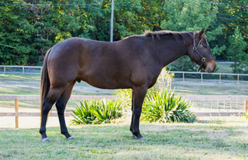 HorseID: 2284599 Prairie Silver Jack - PhotoID: 1060710