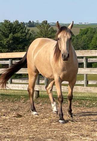 HorseID: 2284637 SHA Lone Dakota Cat - PhotoID: 1060747