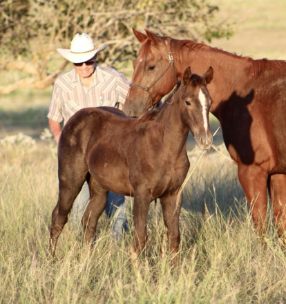 HorseID: 2284648 AJM FRECKLES PEP - PhotoID: 1060749