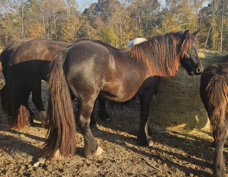 HorseID: 2284692 Cumberland Moneypenny - PhotoID: 1060809