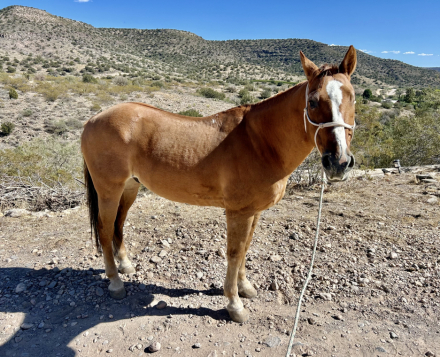 HorseID: 2284698 One Eyed Jack - PhotoID: 1060826