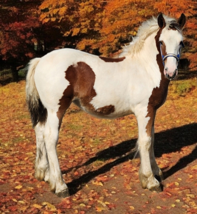 HorseID: 2284702 Luna - PhotoID: 1060831