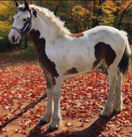 HorseID: 2284702 Luna - PhotoID: 1060832