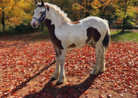 HorseID: 2284702 Luna - PhotoID: 1060833