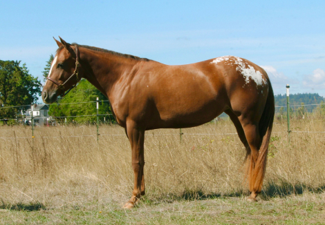 HorseID: 2284713 Bonds Handsome Cat (TBD) - PhotoID: 1060848