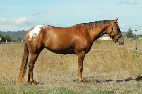 HorseID: 2284713 Bonds Handsome Cat (TBD) - PhotoID: 1060849