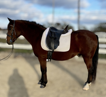 HorseID: 2284725 Koda - PhotoID: 1060862