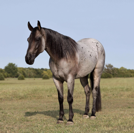 HorseID: 2284769 MF PLENTY GOOSEBERRY - PhotoID: 1060901