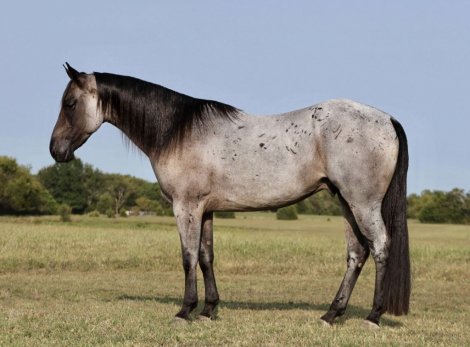 HorseID: 2284769 MF PLENTY GOOSEBERRY - PhotoID: 1060903