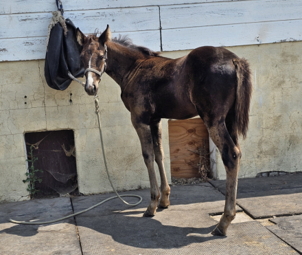 HorseID: 2284775 Friesen's Morning Sunshine (pending) - PhotoID: 1060915