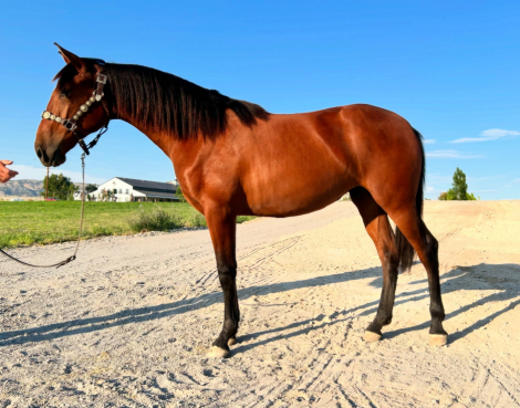 HorseID: 2285032 Uma - PhotoID: 1080385