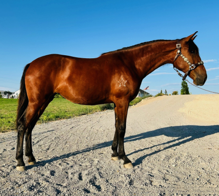 HorseID: 2285032 Uma - PhotoID: 1080386