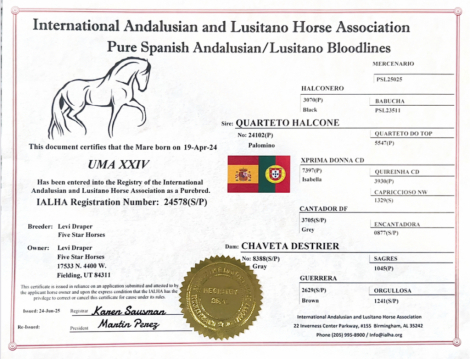 HorseID: 2285032 Uma - PhotoID: 1080387