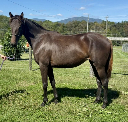 HorseID: 2286843 Taproot Prima - PhotoID: 1085116