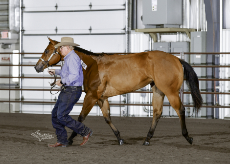 HorseID: 2287232 Everlasting Secrets - PhotoID: 1085833