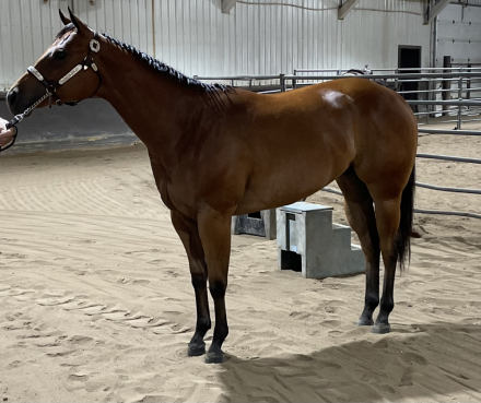 HorseID: 2287232 Everlasting Secrets - PhotoID: 1085835