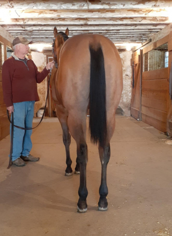 HorseID: 2287232 Everlasting Secrets - PhotoID: 1085836