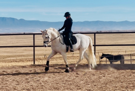 HorseID: 2288047 Carnival RSDP - PhotoID: 1087038