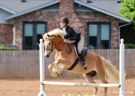 HorseID: 2288622 Avion of Genesis - PhotoID: 1087056