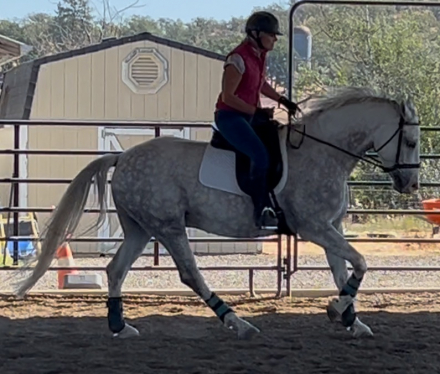 HorseID: 2291016 Calvin Klein - PhotoID: 1086072