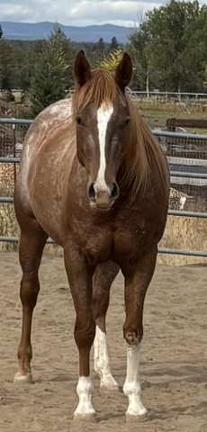 HorseID: 2291453 IMA DUN DEAL MD - PhotoID: 1087932