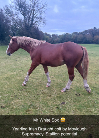 HorseID: 2291558 Irish Draught geldings and Youngstock - PhotoID: 1070055