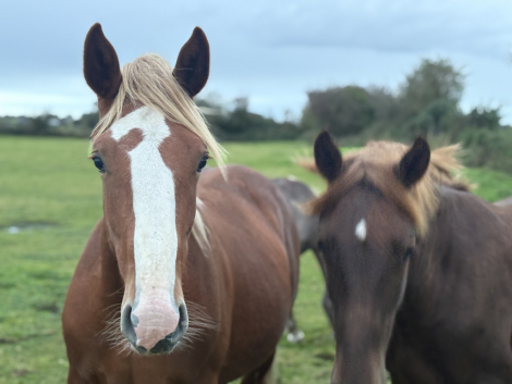 HorseID: 2291558 Irish Draught geldings and Youngstock - PhotoID: 1070058