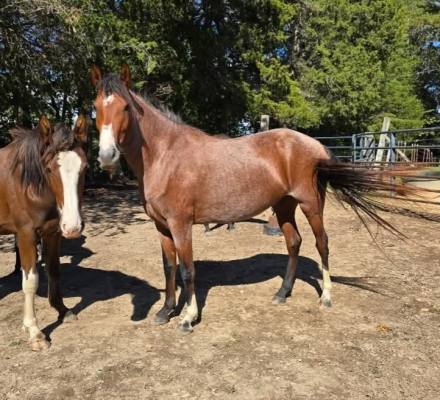 HorseID: 2291931 Flying Oaks Gertrudes - PhotoID: 1087544