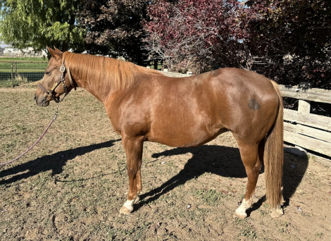 HorseID: 2293075 Woodford Chocolate - PhotoID: 1087869