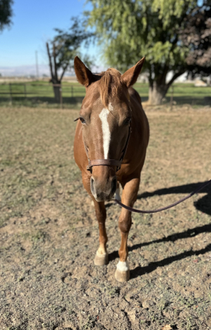 HorseID: 2293075 Woodford Chocolate - PhotoID: 1087871