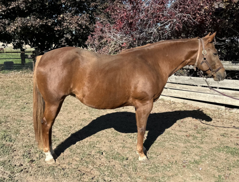 HorseID: 2293075 Woodford Chocolate - PhotoID: 1087883