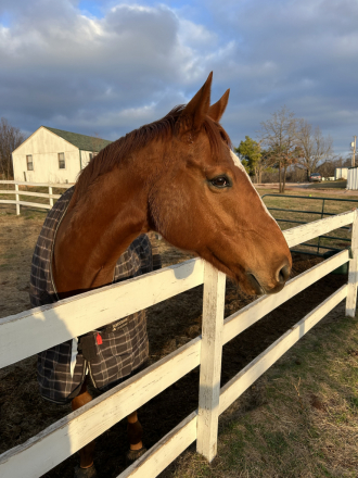 HorseID: 2293491 CCs Dreamboat - PhotoID: 1085733