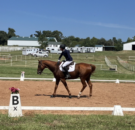 HorseID: 2293491 CCs Dreamboat - PhotoID: 1085734