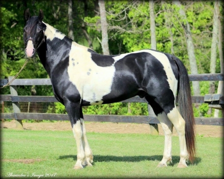 HorseID: 2142644 Ozark's Merry SunDance - PhotoID: 1056272