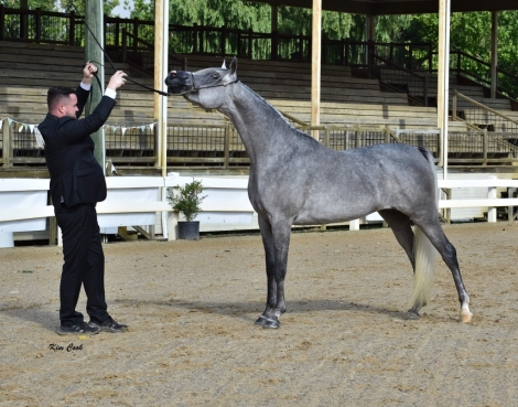 HorseID: 2232500 Ashyra CJ - PhotoID: 1028907