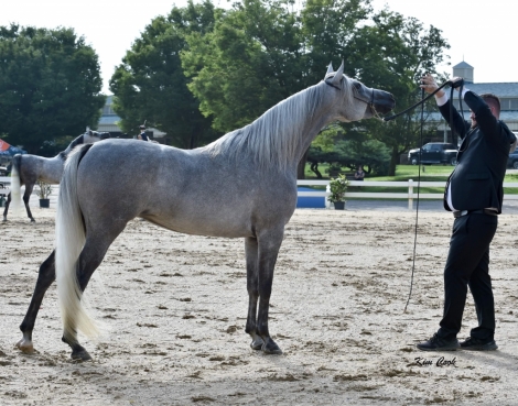 HorseID: 2232500 Ashyra CJ - PhotoID: 1056449