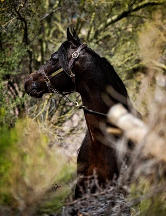 HorseID: 2244053 HH Maxemus - PhotoID: 1023146