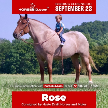 HorseID: 2246724 Rose - PhotoID: 1028750