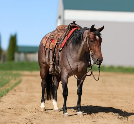 HorseID: 2246739 Cats Rita Ballou - PhotoID: 1045905