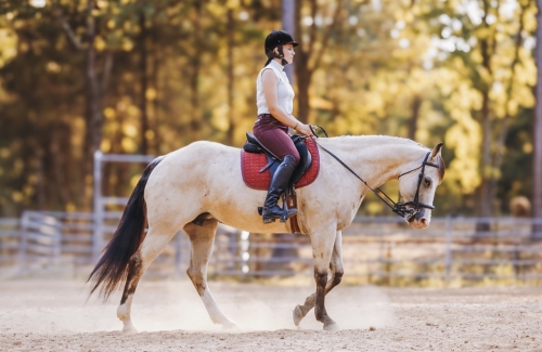 HorseID: 2247445 Firewater Golden Fox - PhotoID: 1045871