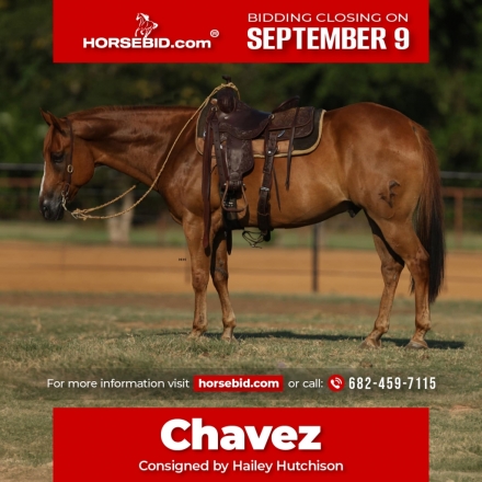 HorseID: 2247454 Chavez - PhotoID: 1036990